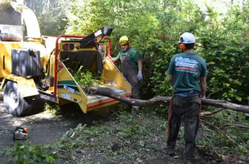 tree services Calabasas